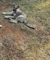 Heidi, a female German Shepherd Dog for sale in Fort Worth, TX – 3 of 4