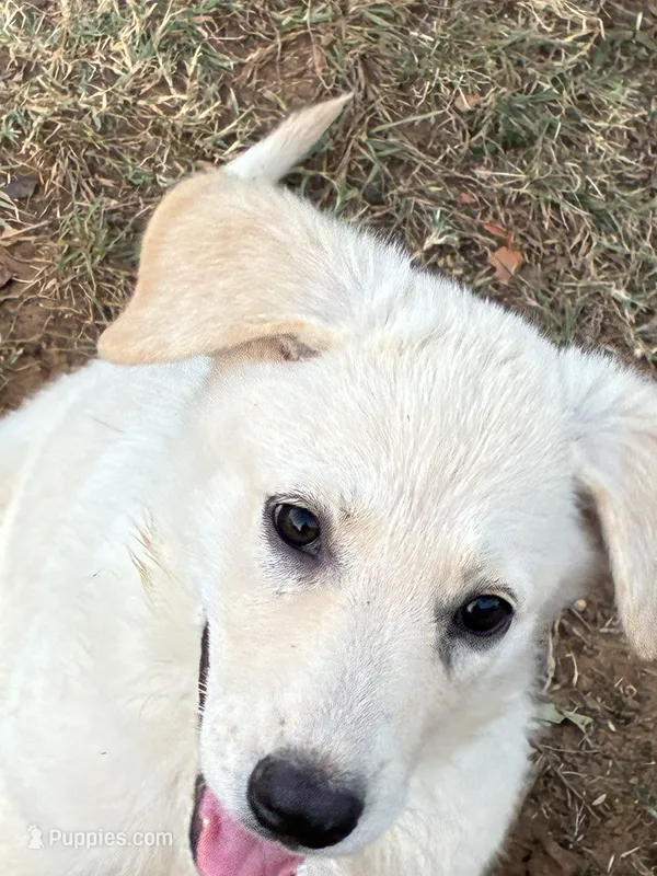 Lucy – German Shepherd Dog puppy for sale in Fort Worth, TX