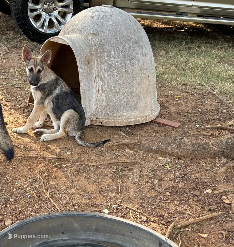 Heidi – German Shepherd Dog puppy for sale in Fort Worth, TX