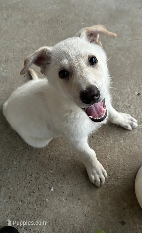 Charlie – German Shepherd Dog puppy for sale in Fort Worth, TX
