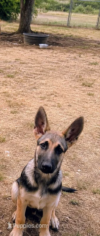 Heidi – German Shepherd Dog puppy for sale in Fort Worth, TX