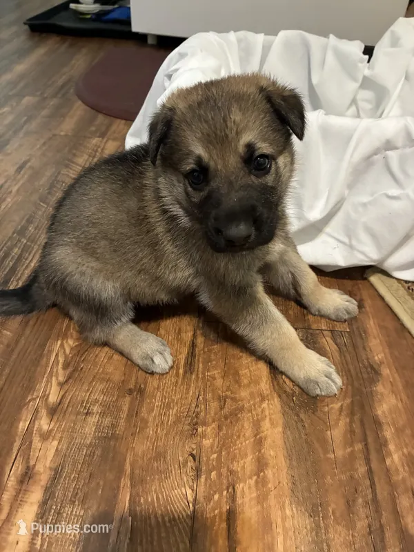 Heidi – German Shepherd Dog puppy for sale in Fort Worth, TX
