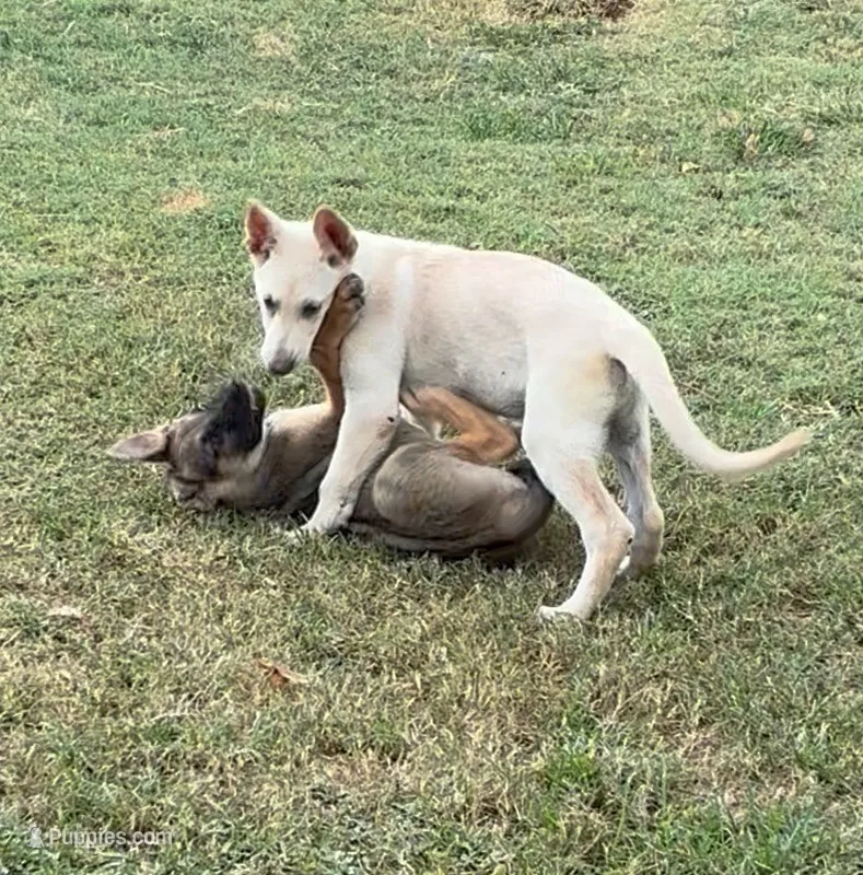 Charlie – German Shepherd Dog puppy for sale in Fort Worth, TX