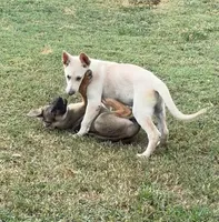 Charlie, a male German Shepherd Dog for sale in Fort Worth, TX – 3 of 8