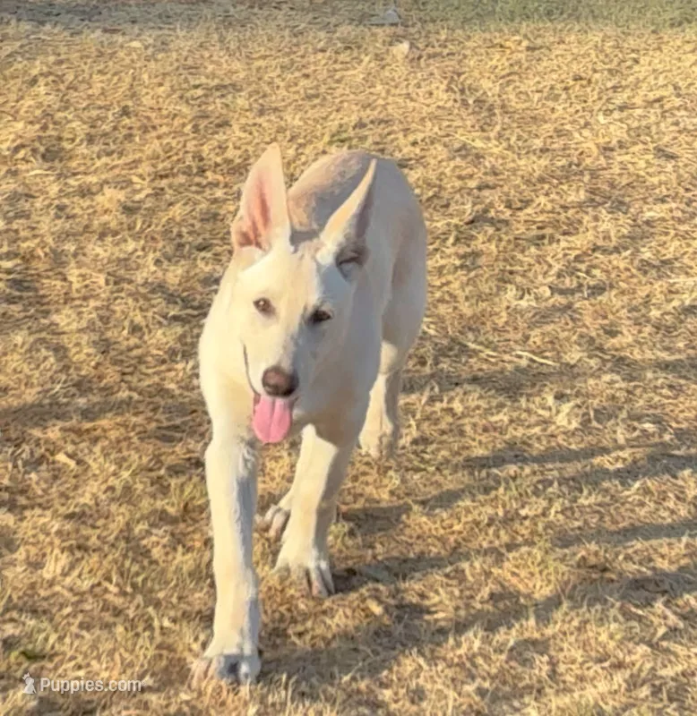 Charlie – German Shepherd Dog puppy for sale in Fort Worth, TX