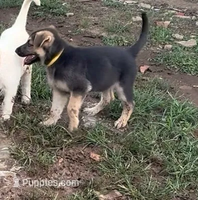 Suzy – German Shepherd Dog puppy for sale in Fort Worth, TX