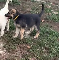 Suzy, a female German Shepherd Dog for sale in Fort Worth, TX – 4 of 4