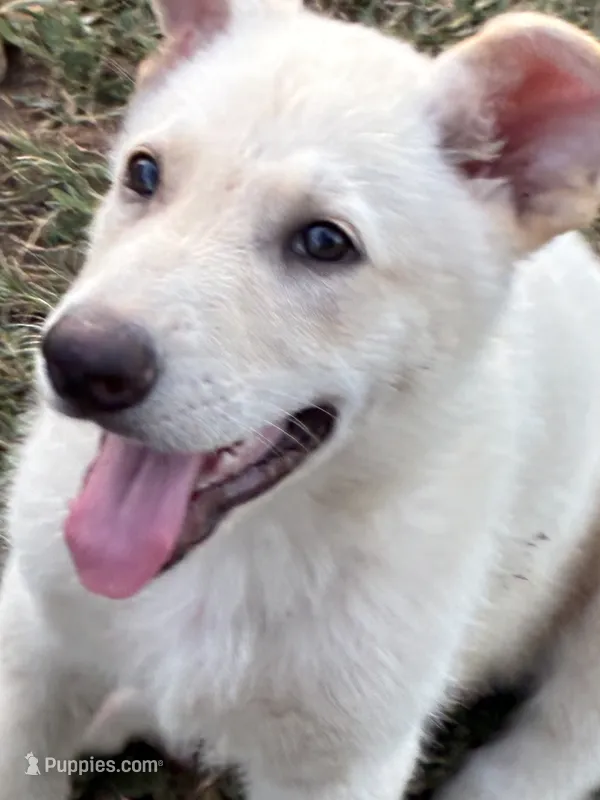 Charlie – German Shepherd Dog puppy for sale in Fort Worth, TX