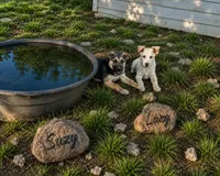 Suzy, a female German Shepherd Dog for sale in Fort Worth, TX – 2 of 4