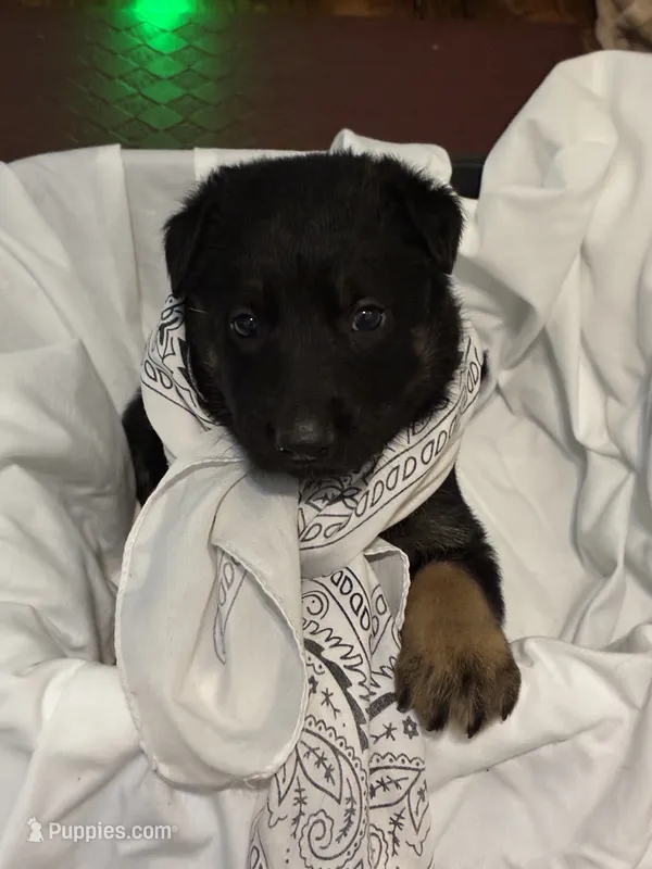 Jesse – German Shepherd Dog puppy for sale in Fort Worth, TX