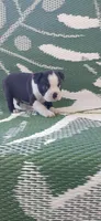 Percy, a male Boston Terrier for sale in Lynchburg, OH – Photo 2 of 8