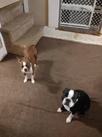 Percy, a male Boston Terrier for sale in Lynchburg, OH – Photo 8 of 8