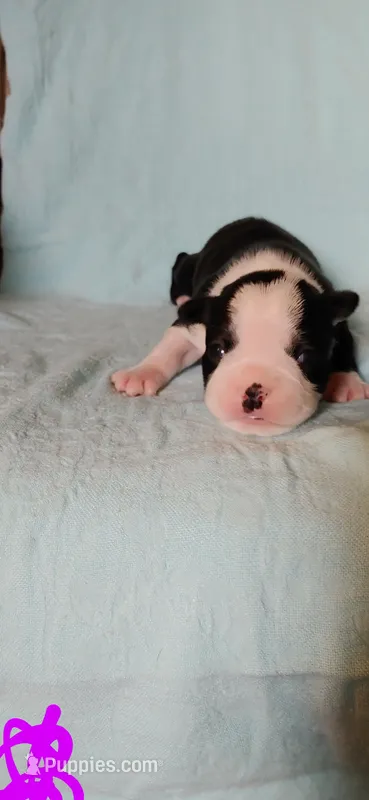 Ferdi (ferdinand) – Boston Terrier puppy for sale in Lynchburg, OH