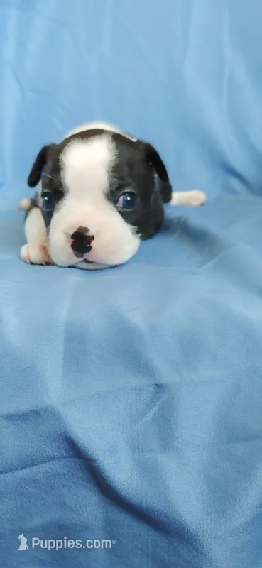 Ferdi (ferdinand) – Boston Terrier puppy for sale in Lynchburg, OH