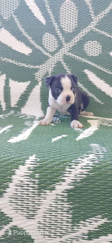 Ferdi (ferdinand) – Boston Terrier puppy for sale in Lynchburg, OH