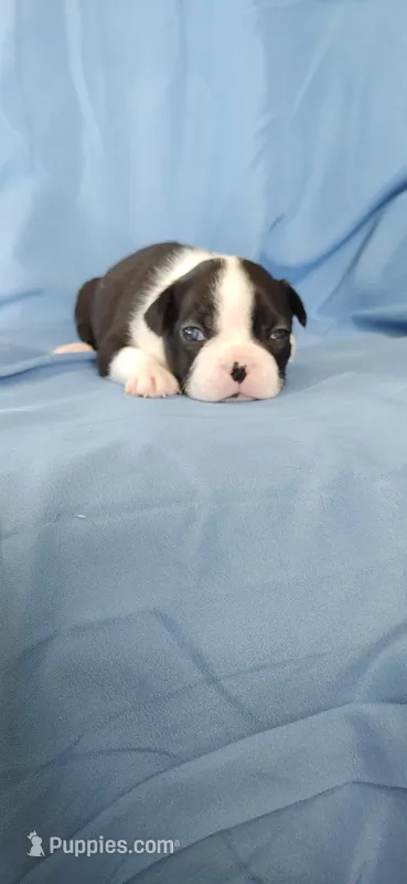 Toby – Boston Terrier puppy for sale in Lynchburg, OH