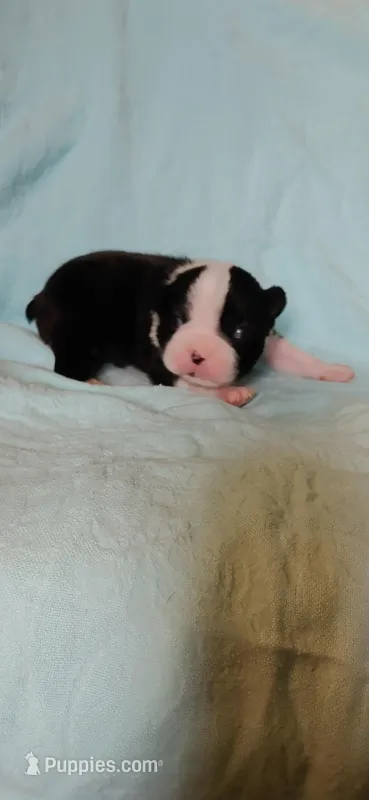 Toby – Boston Terrier puppy for sale in Lynchburg, OH