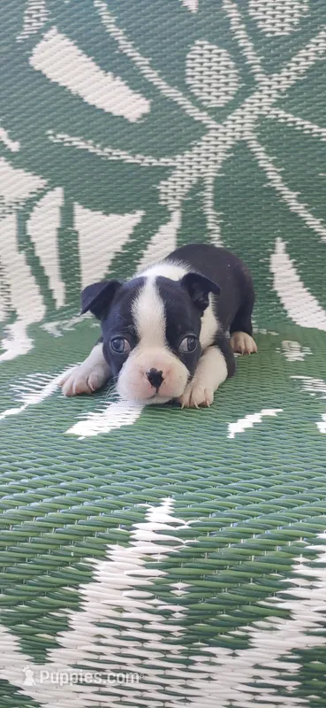 Toby – Boston Terrier puppy for sale in Lynchburg, OH