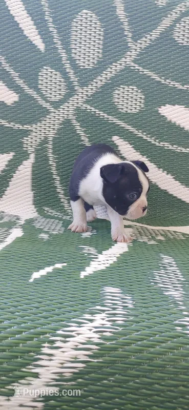 Toby – Boston Terrier puppy for sale in Lynchburg, OH