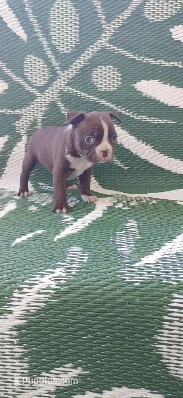 Sadie – Boston Terrier puppy for sale in Lynchburg, OH