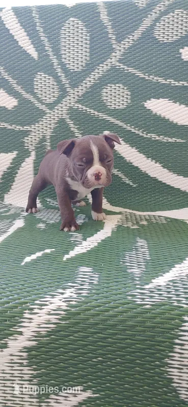 Sadie – Boston Terrier puppy for sale in Lynchburg, OH