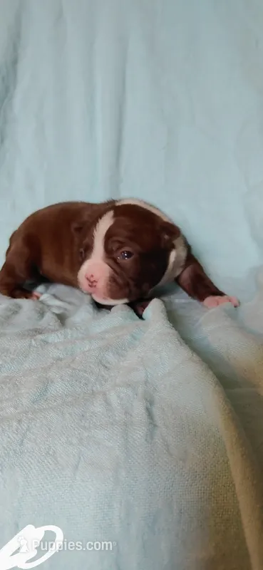 Sadie – Boston Terrier puppy for sale in Lynchburg, OH