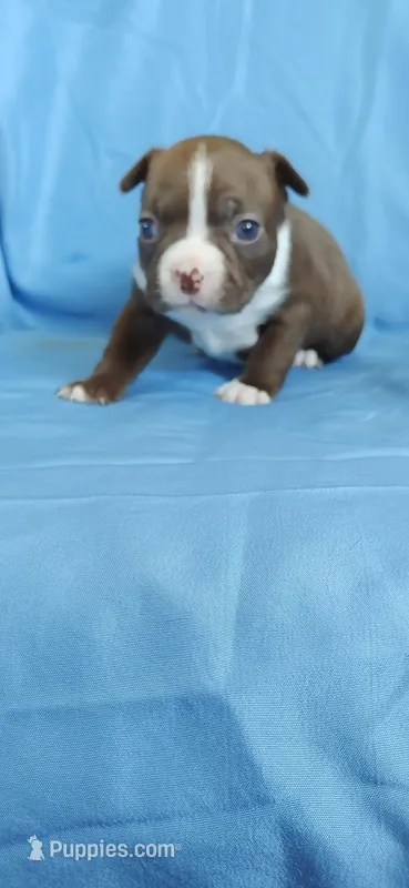 Sadie – Boston Terrier puppy for sale in Lynchburg, OH