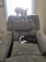 Sadie, a female Boston Terrier for sale in Lynchburg, OH – Photo 4 of 4