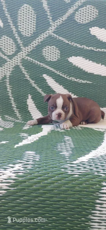 Mae – Boston Terrier puppy for sale in Lynchburg, OH