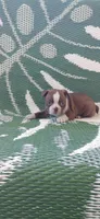 Mae, a female Boston Terrier for sale in Lynchburg, OH – 5 of 10