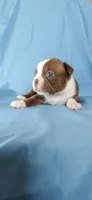 Mae, a female Boston Terrier for sale in Lynchburg, OH – 7 of 10