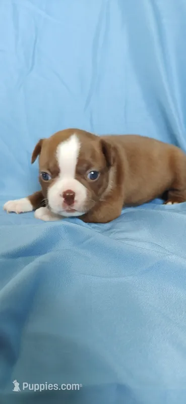 Mae – Boston Terrier puppy for sale in Lynchburg, OH
