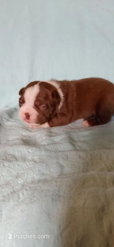 Mae – Boston Terrier puppy for sale in Lynchburg, OH