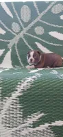 Mae, a female Boston Terrier for sale in Lynchburg, OH – 6 of 10