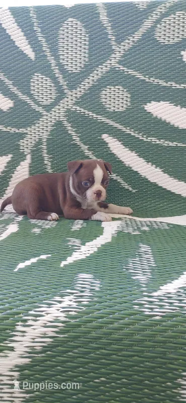 Mae – Boston Terrier puppy for sale in Lynchburg, OH