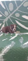 Mae, a female Boston Terrier for sale in Lynchburg, OH – 4 of 10