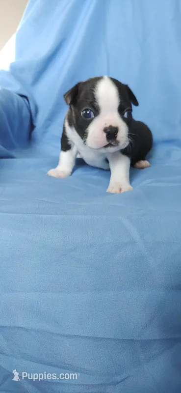 Bull – Boston Terrier puppy for sale in Lynchburg, OH