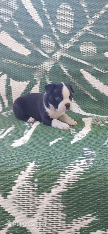 Bull – Boston Terrier puppy for sale in Lynchburg, OH