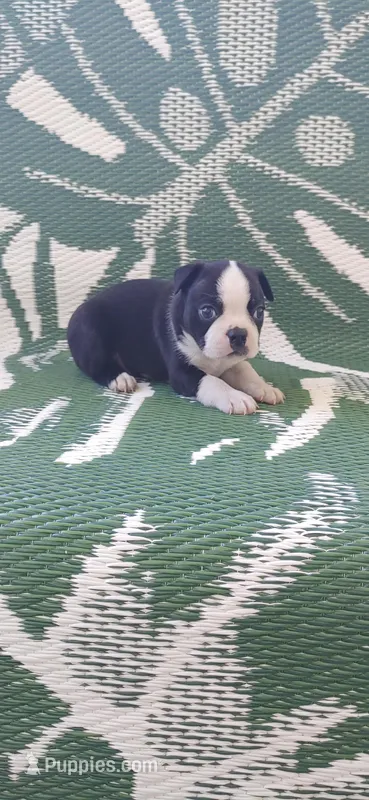 Bull – Boston Terrier puppy for sale in Lynchburg, OH