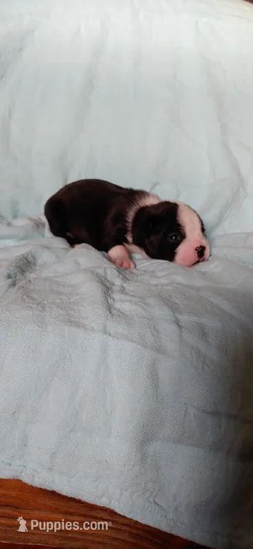 Bull, a male Boston Terrier for sale in Lynchburg, OH – Photo 1 of 4