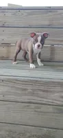 Mae, a female Boston Terrier for sale in Lynchburg, OH – 3 of 10