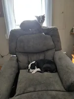 Daisy, a female Boston Terrier for sale in Lynchburg, OH – Photo 4 of 4