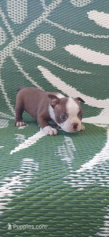 Daisy – Boston Terrier puppy for sale in Lynchburg, OH