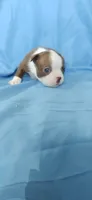 Daisy, a female Boston Terrier for sale in Lynchburg, OH – 5 of 8
