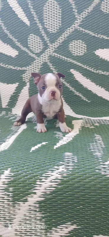 Daisy – Boston Terrier puppy for sale in Lynchburg, OH