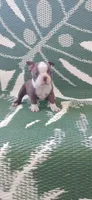 Daisy, a female Boston Terrier for sale in Lynchburg, OH – 2 of 8