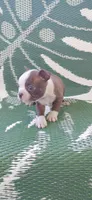 Daisy, a female Boston Terrier for sale in Lynchburg, OH – 3 of 8