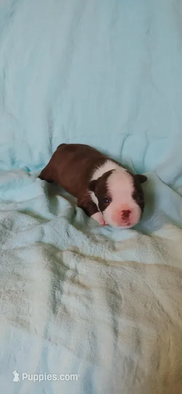 Daisy – Boston Terrier puppy for sale in Lynchburg, OH