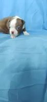Daisy, a female Boston Terrier for sale in Lynchburg, OH – 6 of 8