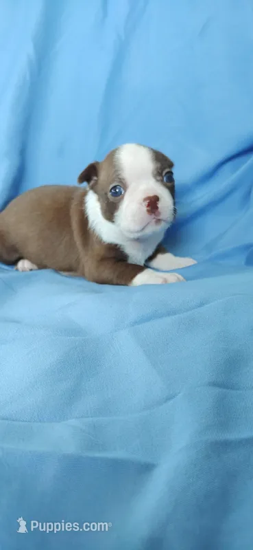 Daisy – Boston Terrier puppy for sale in Lynchburg, OH